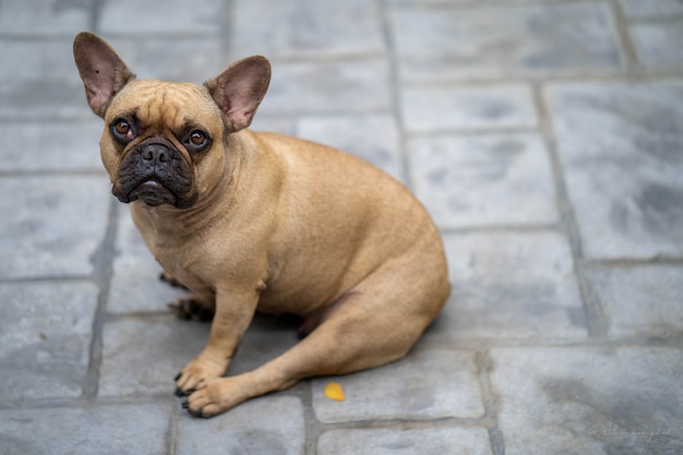 Bouledogue français