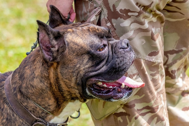 Bouledogue miniature en laisse près de son maître