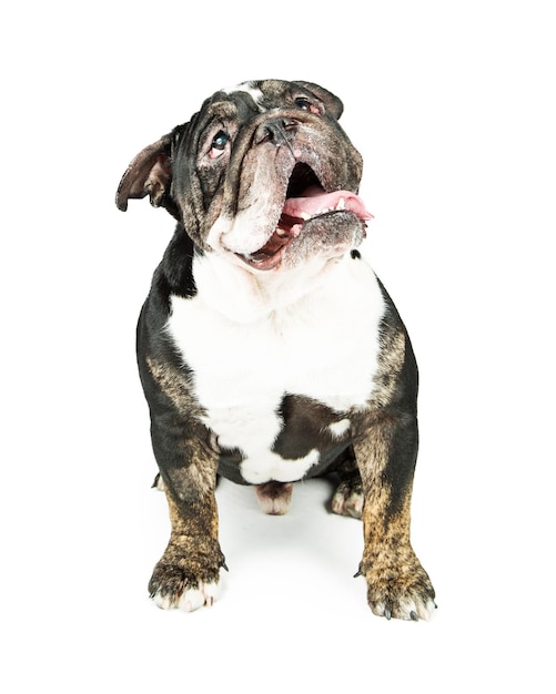 Bouledogue noir et brun sur blanc en levant