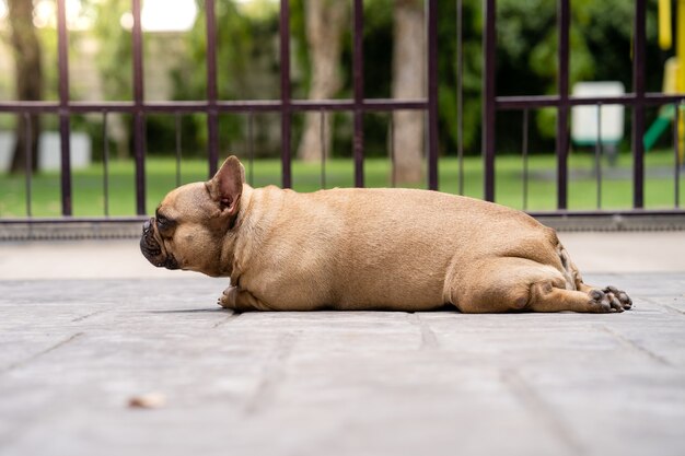 Bouledogue à la recherche mignon couché au soleil