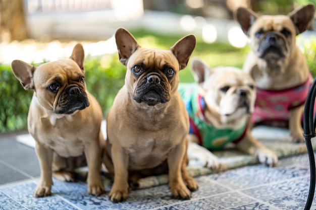 Bouledogues français mignons regardant la caméra le matin