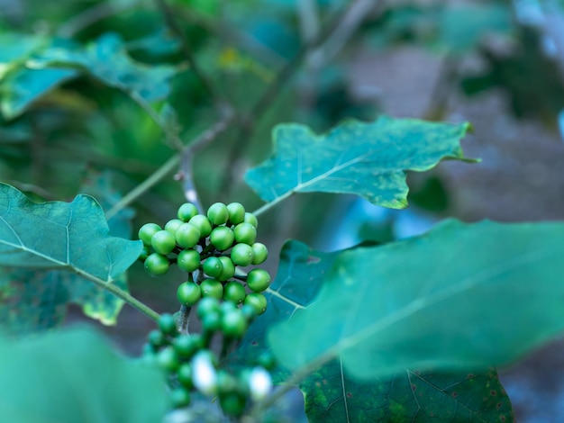 Les boules de baies de dinde dans le potager sont regroupées et sont également des plantes médicinales