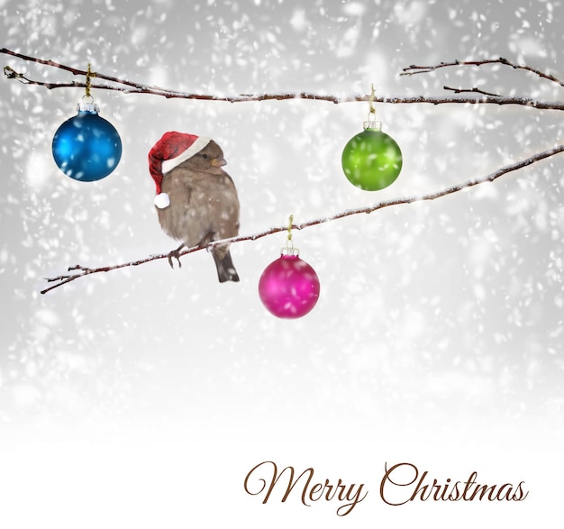 Boules de Noël et oiseau moineau avec chapeau de père Noël sur une branche enneigée