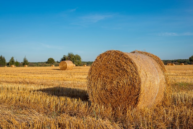 Boules de paille sur le terrain en été après la récolte du seigle ciel bleu clair sur le pré