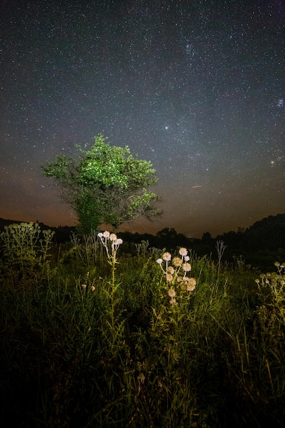 Boules de pointe de chardon et petit arbre sur fond étoilé de nuit de nuit d'été