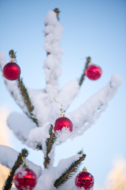 boules rouges de noël sur un pin recouvert de neige fraîche sur une belle journée d'hiver au coucher du soleil