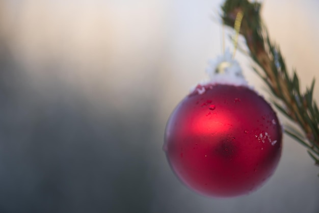 boules rouges de noël sur un pin recouvert de neige fraîche sur une belle journée d'hiver au coucher du soleil