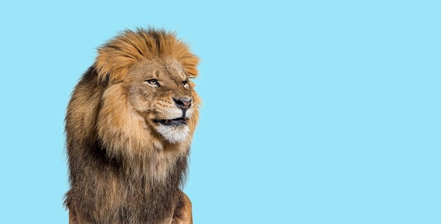 Bouleversé le lion mâle adulte faisant une grimace sur fond bleu