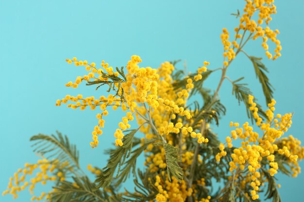 Photo bouquet d'acacia jaune sur fond bleu