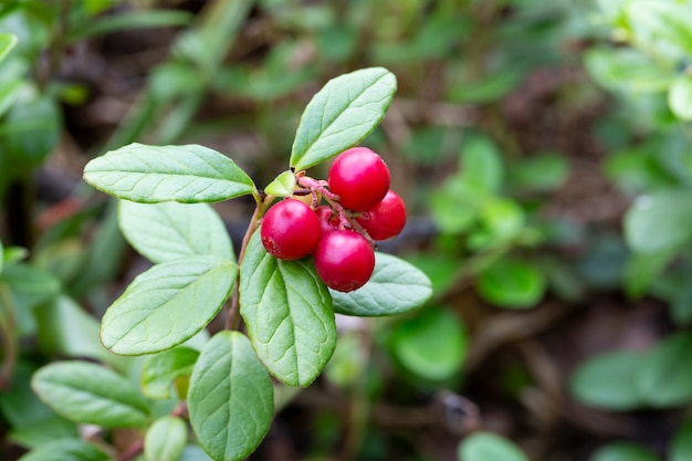 Bouquet d'airelles rouges mûres sauvages de forêt sur le buisson