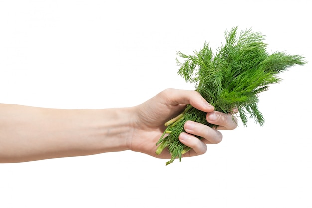 Un bouquet d'aneth vert frais dans la main des hommes isolé sur blanc