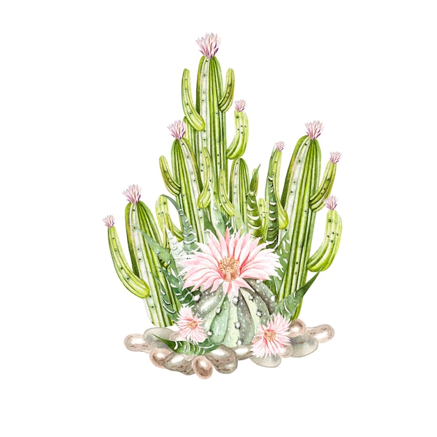 Bouquet d'aquarelle avec cactus et plantes succulentes