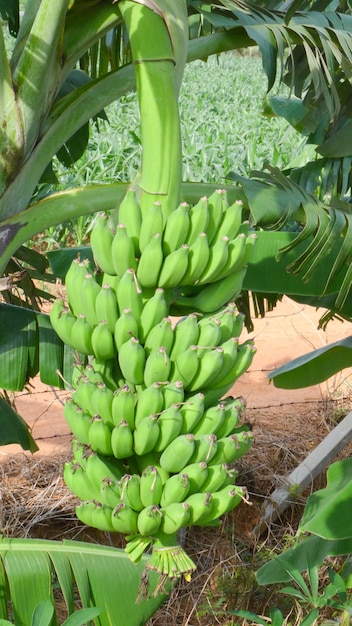 Un bouquet de bananes dans les bananeraies