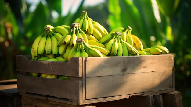 Un bouquet de bananes dans une boîte en bois sur un fond vert