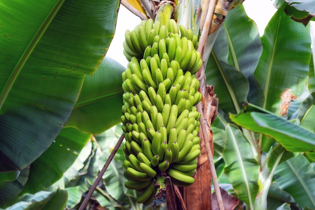 Bouquet de bananes à la plantation de bananes