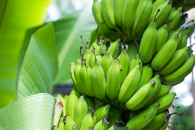 Bouquet de bananes vertes sur un arbre dans le jardin