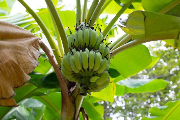 Bouquet de bananes vertes crues