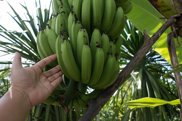 Bouquet de bananes vertes