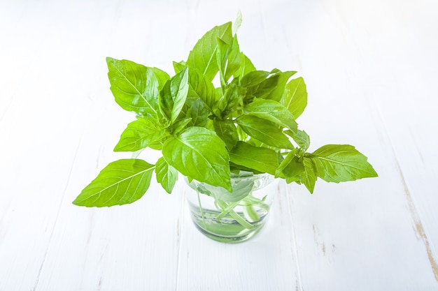 Bouquet de basilic dans un bocal en verre