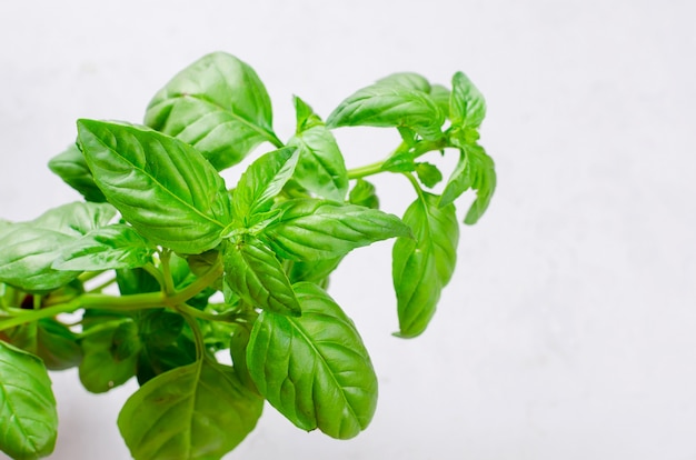 Bouquet de basilic vert frais sur un fond de bois