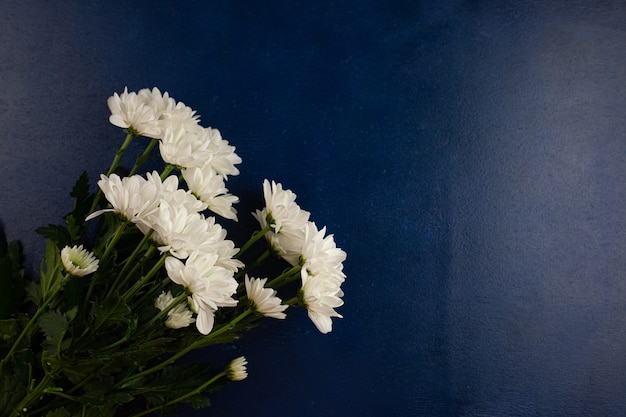 Un bouquet de beaux chrysanthèmes blancs sur un fond en bois dans la couleur bleue de Mykonos