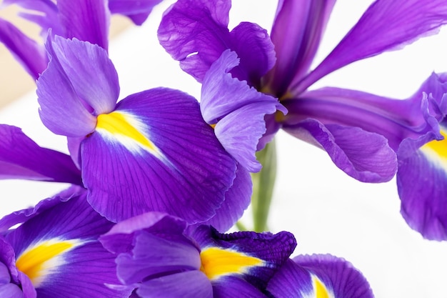 Bouquet de beaux iris violets en gros plan sur un arrière-plan flou fleurs printanières délicates comme un...