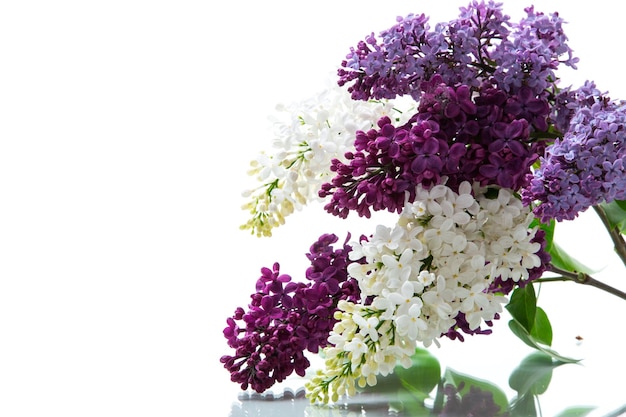 Bouquet de beaux lilas printaniers de différentes couleurs