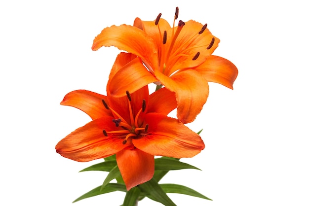 Bouquet de beaux lys orange délicats Lilium Asiatic Hybrid Orange Ton isolé sur fond blanc. Composition florale créative à la mode. Été, printemps. Mise à plat, vue de dessus. La Saint-Valentin
