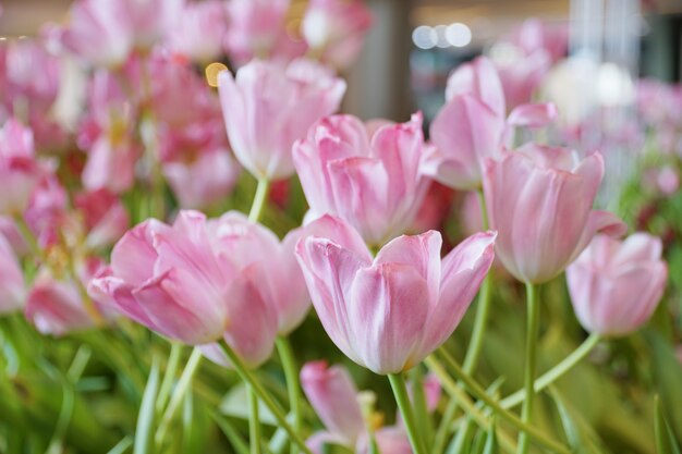 Bouquet de belle fleur tulipe rose pastel, fond de flou artistique.