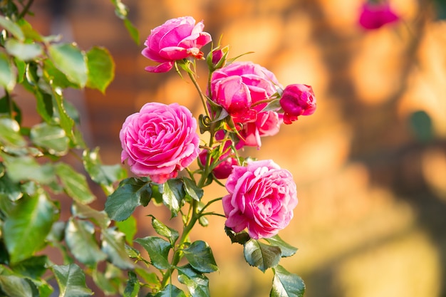 Bouquet de belle rose rose dans un jardin