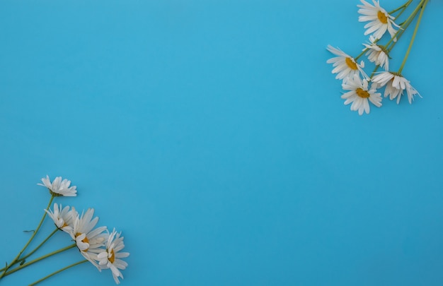 Bouquet de belles fleurs de camomille sur fond blanc, vue de dessus