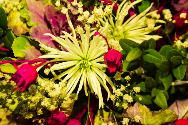 bouquet de belles fleurs colorées dans le jardin