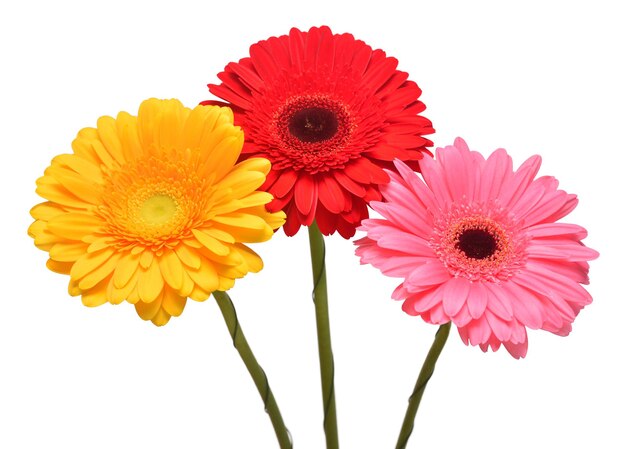 Bouquet de belles fleurs délicates gerberas isolés sur fond blanc Composition florale créative à la mode Été printemps Mise à plat Vue de dessus