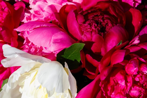 Bouquet de belles fleurs de gros plan de pivoines. Fond floral