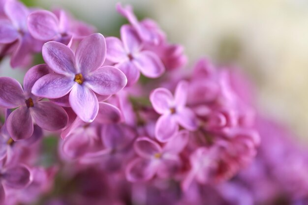 Bouquet de belles fleurs lilas libre