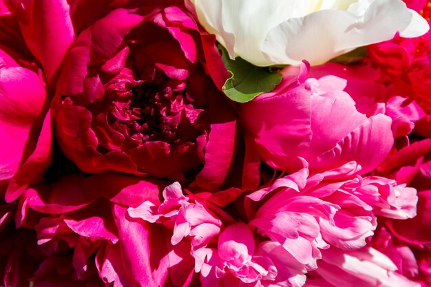 Bouquet de belles fleurs de pivoines en gros plan. Fond floral