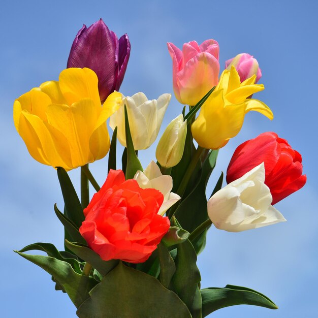 Bouquet de belles fleurs de tulipes sur fond de ciel bleu