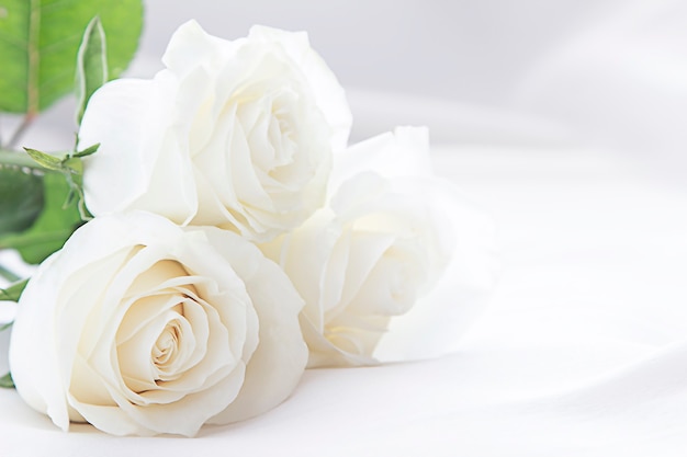 bouquet de belles roses blanches sur fond clair
