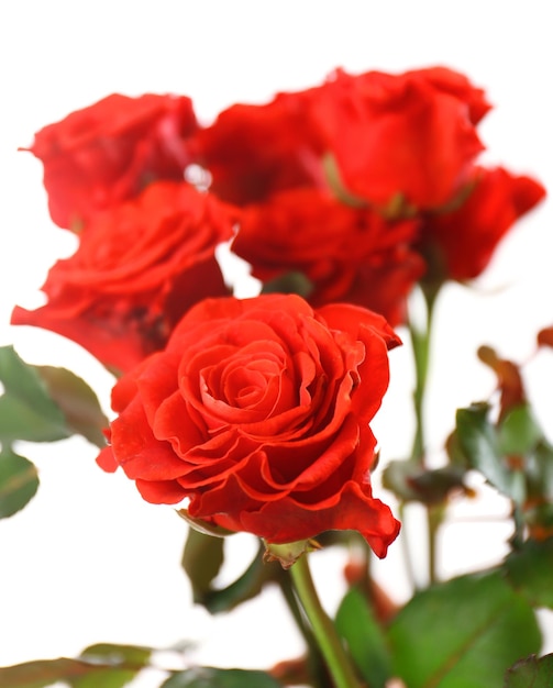 Bouquet de belles roses isolé sur blanc