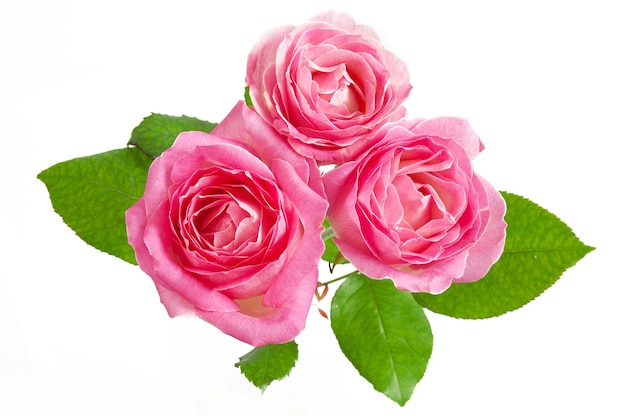 Bouquet de belles roses roses isolé