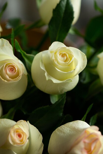 Bouquet De Belles Roses Roses Tendance couleur classique blanc Saint Valentin Mise Au Point Sélective Roses fond d'écran