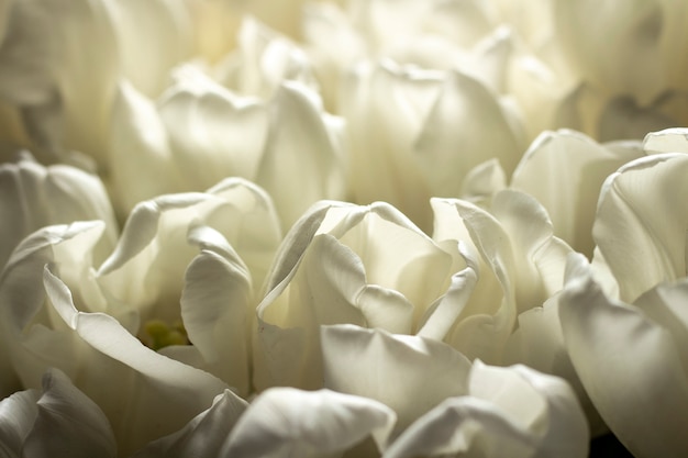 Bouquet de belles tulipes à la crème fraîche.