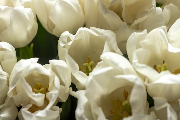 Bouquet de belles tulipes à la crème fraîche.