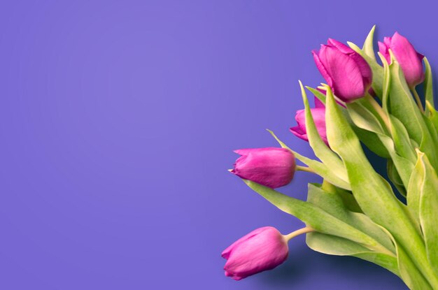 Bouquet de belles tulipes sur fond de bois des tulipes sur de vieilles planches