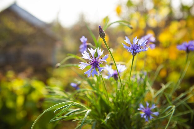 Bouquet de bleuets bleus