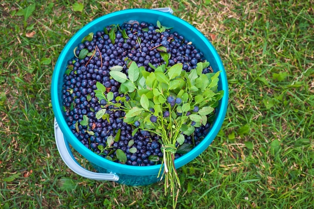 Le bouquet de bleuets sur le seau avec des baies. Seau plein de myrtilles sur l'herbe. Saison de récolte été