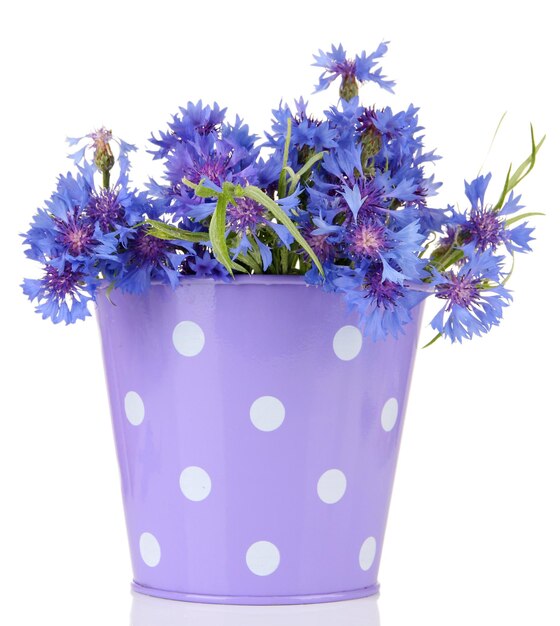 Bouquet de bleuets en seau isolé sur blanc