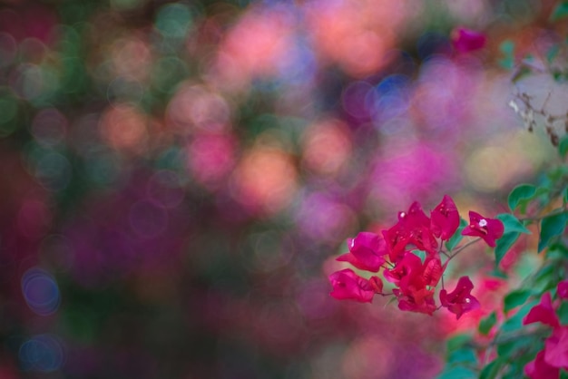 Bouquet de bougainvilliers rouges avec arrière-plan flou bulle colorée