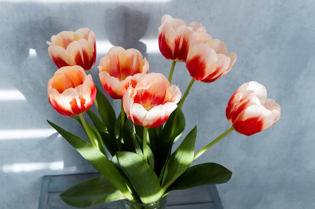 un bouquet de bourgeons ouverts de tulipes rouges et blanches sur fond bleu