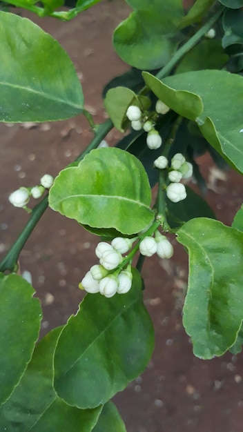 Un bouquet de boutons de fleurs de tilleul Citrus aurantifolia